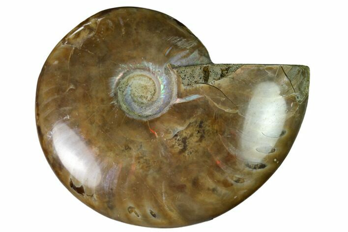 Red Flash Ammonite Fossil - Madagascar #151706